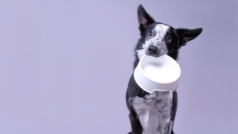 dog holding bowl